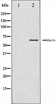 Merlin antibody