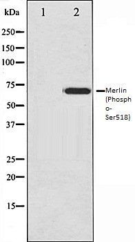 Merlin (Phospho-Ser518) antibody