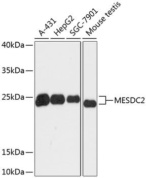 MESDC2 antibody