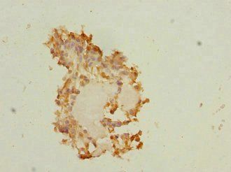 MEST Antibody