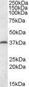 Goat anti-MEST Antibody
