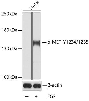 MET (Phospho-Y1234/1235) antibody