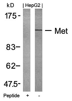 Met (Ab234) Antibody