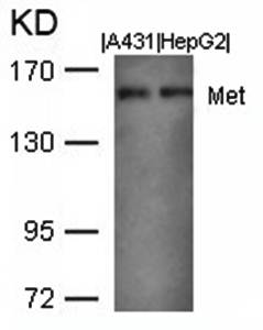 Met (Ab003) Antibody