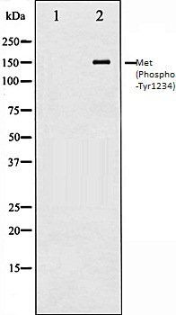 MET (Phospho-Tyr1234) antibody