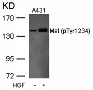 Met (Phospho-Tyr1234) Antibody