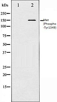 MET (Phospho-Tyr1349) antibody