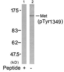 Met (Phospho-Tyr1349) Antibody