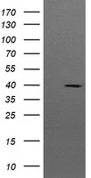 METT10D Antibody