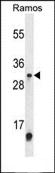 METTL1 antibody