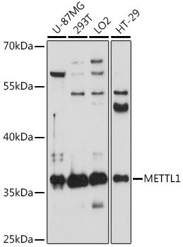 METTL1 antibody