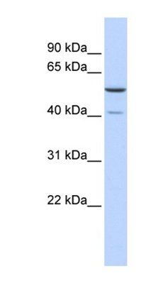 METTL15 antibody