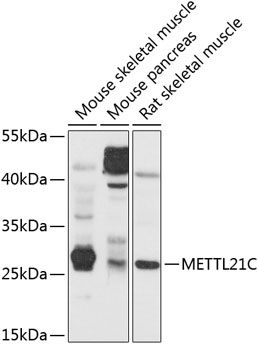 METTL21C antibody