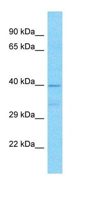 METTL24 antibody