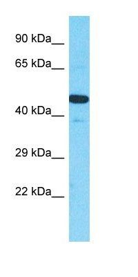 METTL24 antibody