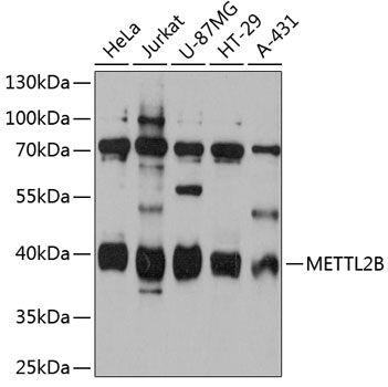 METTL2B antibody