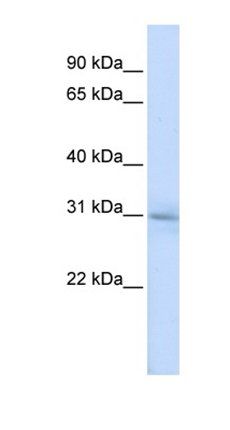 METTL5 antibody
