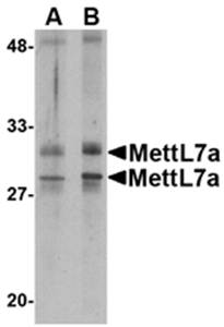 MettL7A Antibody