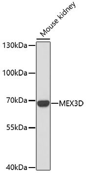 MEX3D antibody