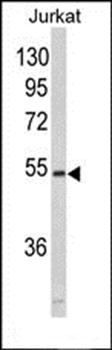 MFAP1 antibody
