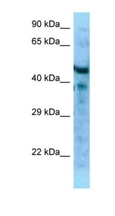 Mfap1a antibody