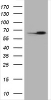 MFAP3 antibody
