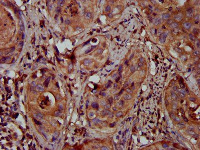 MFAP4 antibody