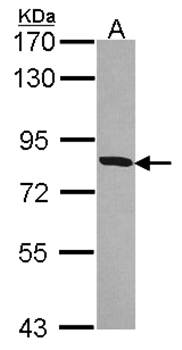 MFE-2 antibody