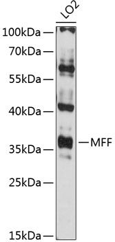 MFF antibody