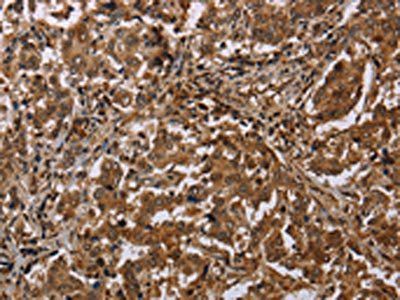 MFF Antibody