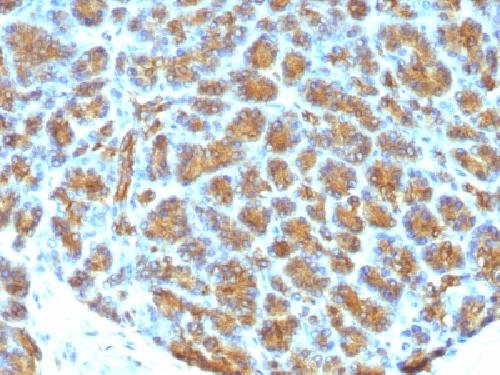 MFGE8 Antibody