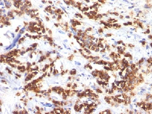 MFGE8 antibody