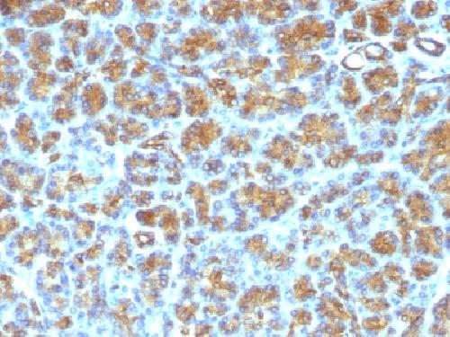 MFGE8 Antibody