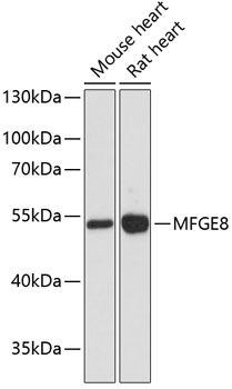 MFGE8 antibody
