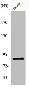 MFN2 Antibody