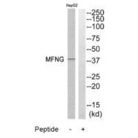 MFNG antibody