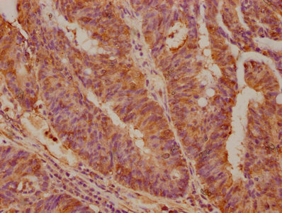 MFNG Antibody