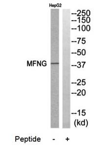 MFNG Antibody