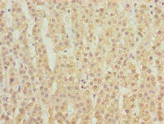 MFSD1 antibody