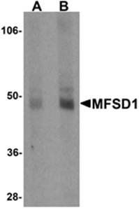 MFSD1 Antibody
