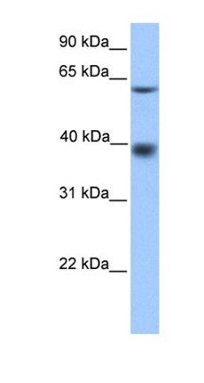 MFSD4 antibody