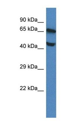 Mfsd7b antibody