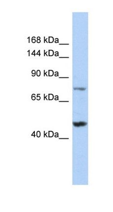 MGA antibody