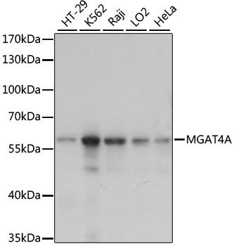 MGAT4A antibody