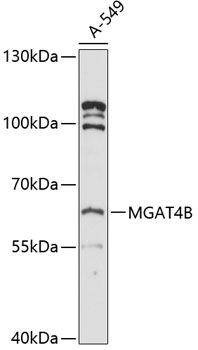 MGAT4B antibody