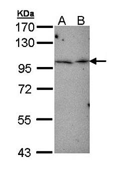 MGC16169 antibody