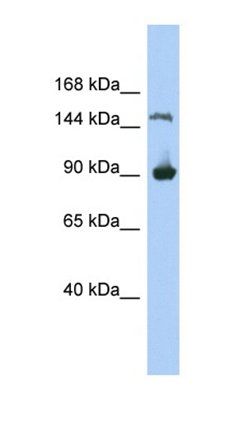 MGC50722 antibody