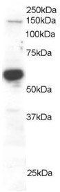 Goat anti-RACGAP1 / MgcRacGAP Antibody