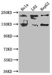 MGEA5 antibody