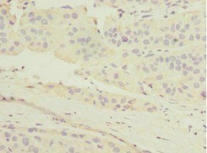 MGLL Antibody